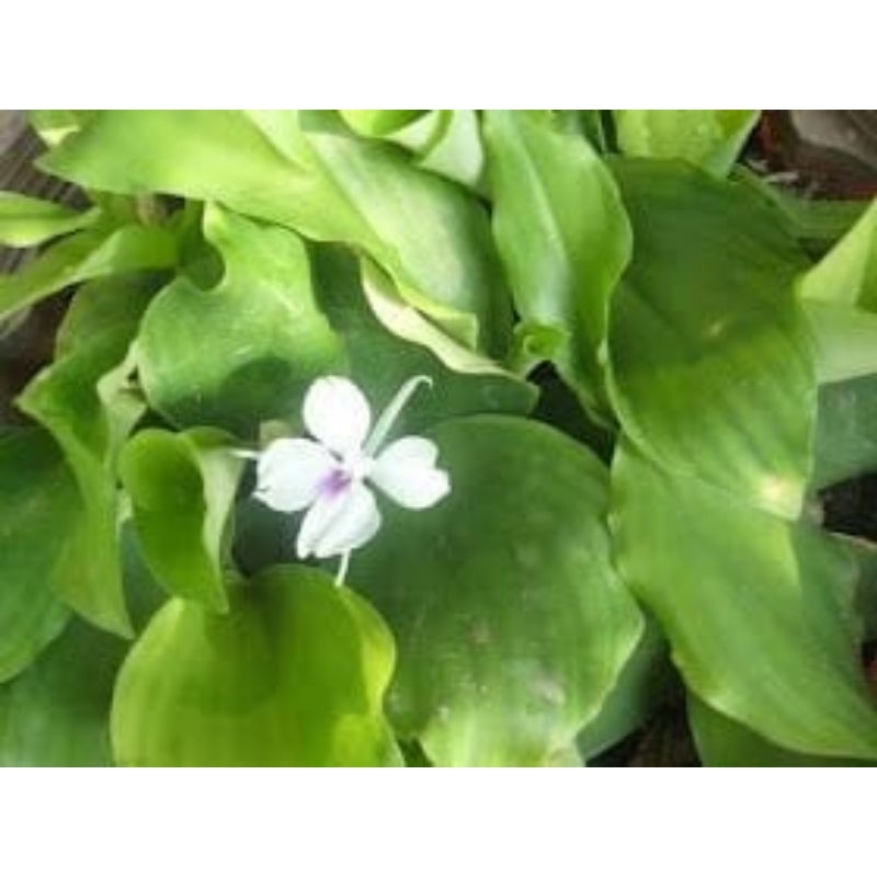 

daun cukur segarr 250gr
