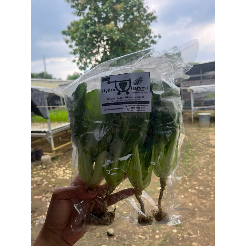 

Baby Pakcoy Hidroponic // Hydro Harvest