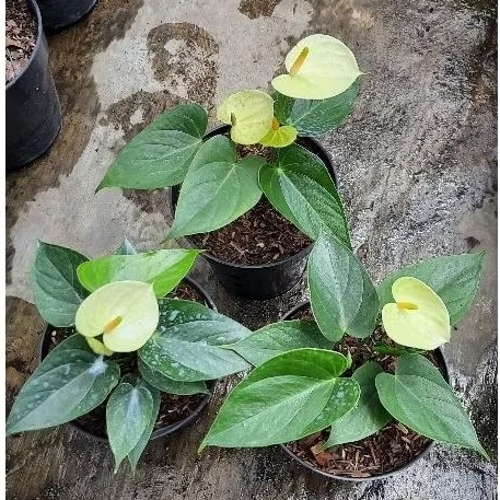 Anthurium Bunga Kuning (Thailand)