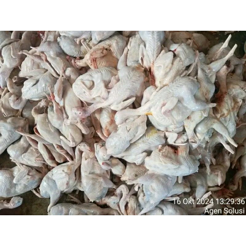 

Puyuh/daging puyuh fress murah tanpa jeroan 140-160 gram (10 ekor )