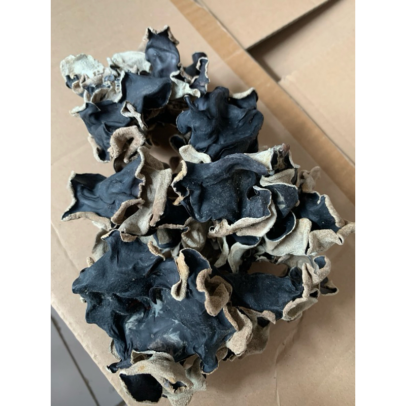 

Jamur Kuping Kering Grade A Super - 100gram