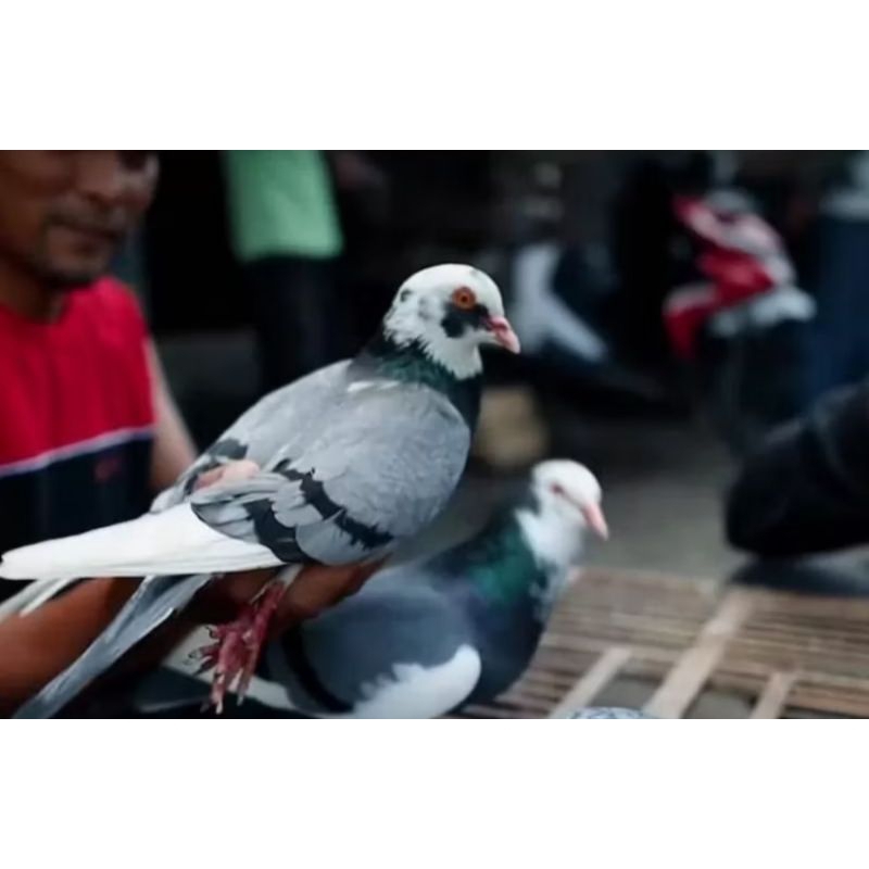 Burung dara tersedia jantan,betina, dan pasangan