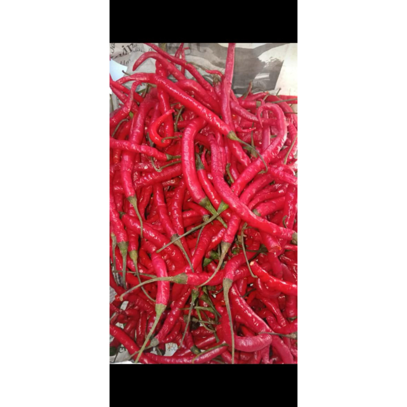 

Cabai / Lombok Merah Keriting - 100gram