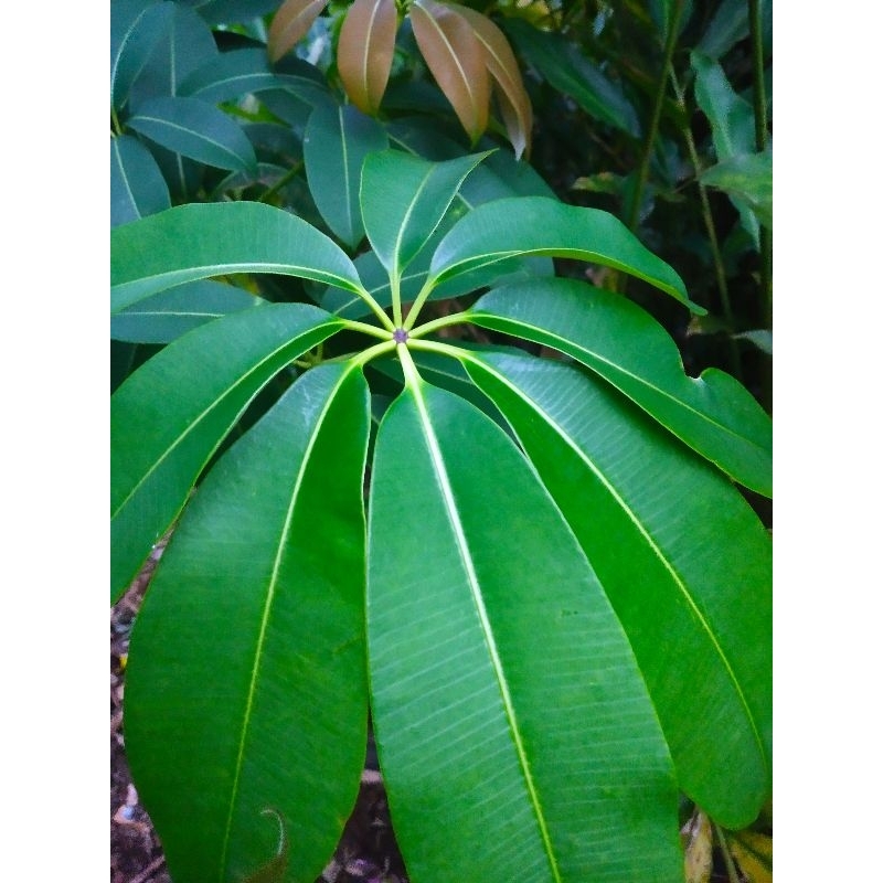 

Daun Lame fresh per 500 gr