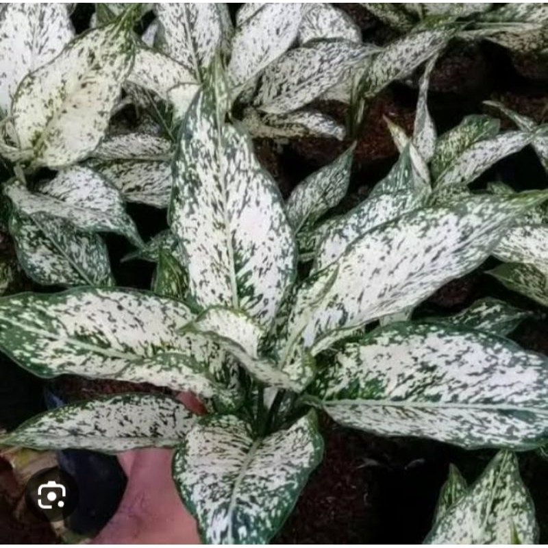 aglonema snow White rimbun murce