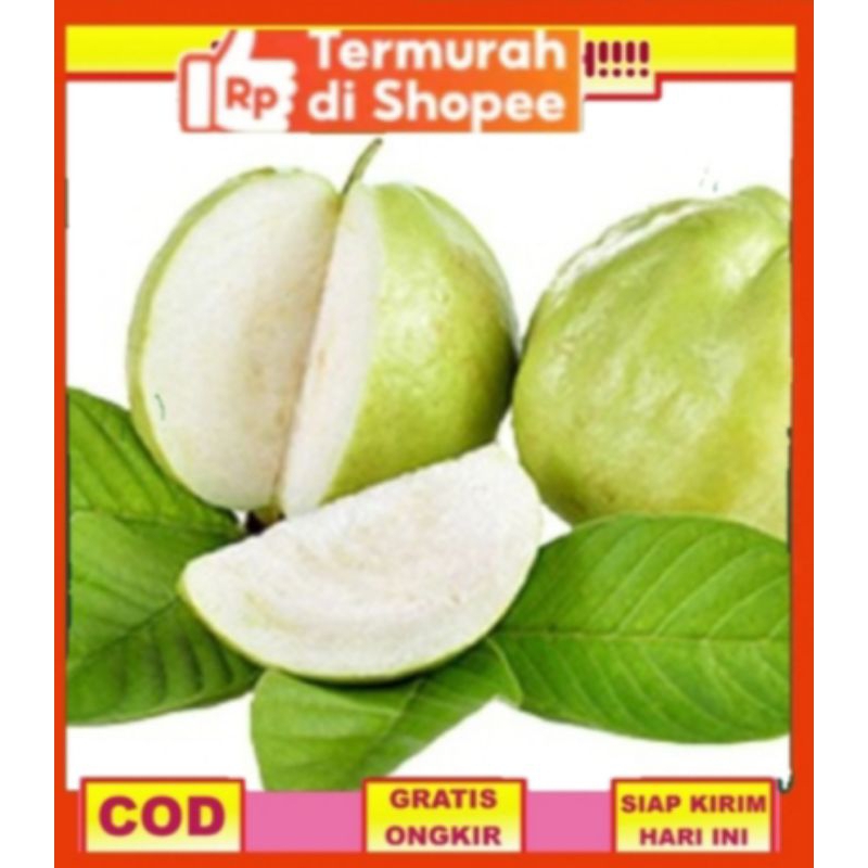 

PROMO JAMBU KRISTAL SUPER NON BIJI 1 KG