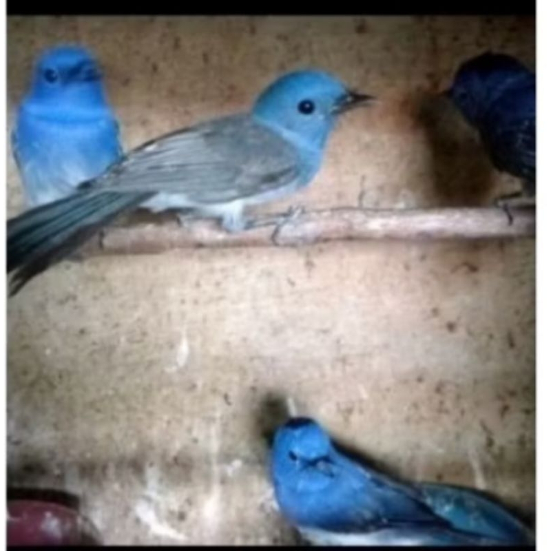 Burung Slendang biru jantan