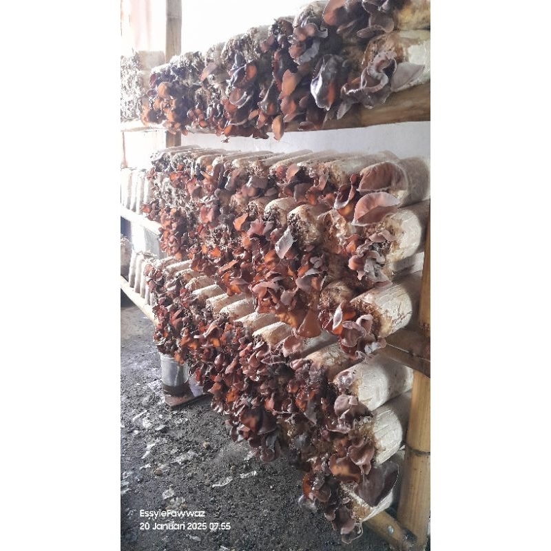 

Jamur Kuping Basah (fresh) kemasan 100g