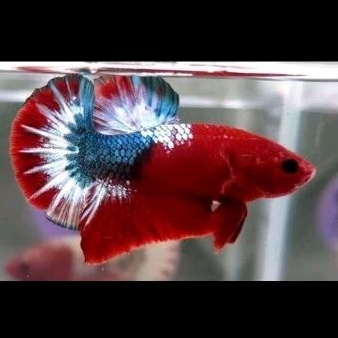 

HIASAN AQUARIUM/CUPANG HELLBOY JANTAN UKURAN S+