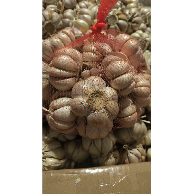 

bawang putih sinco/honan