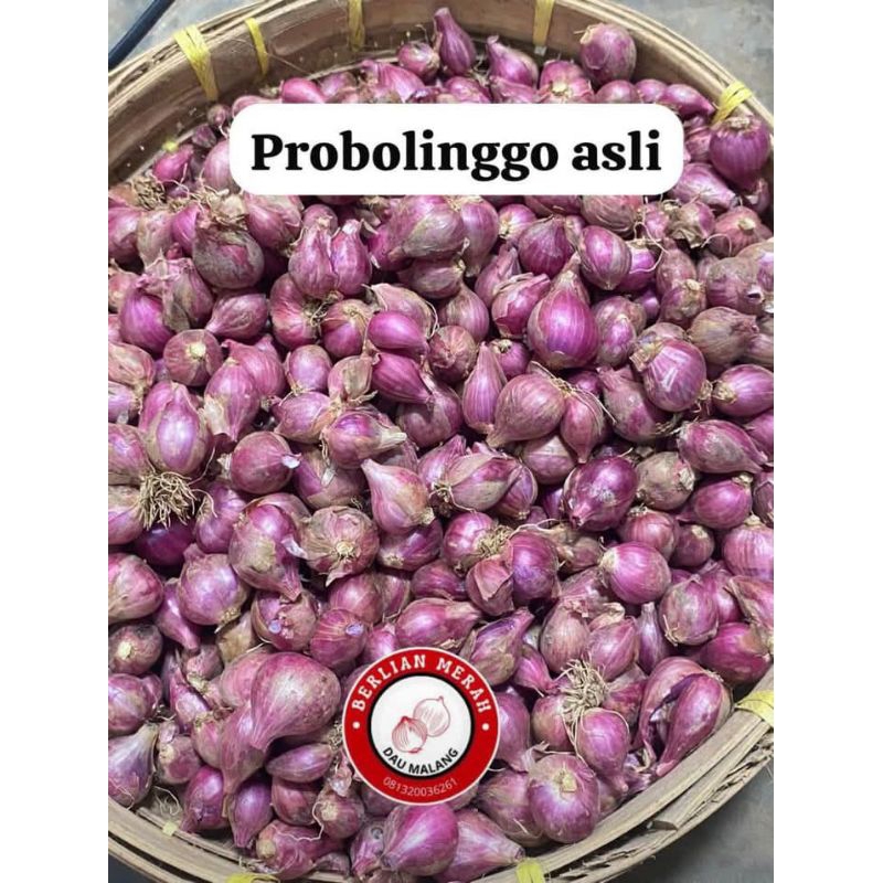 

BAWANG MERAH BESAR 500 gram ASLI PROBOLINGGO