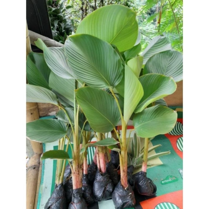 [ GRATIS POT ] tanaman hias calathea luthea / calathea pisang / tanaman pisang calathea / pisang pis