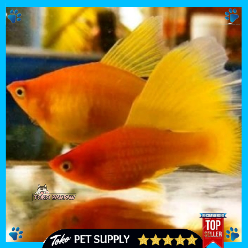 Ikan Hifin Sunrise Platy Ikan Hias Aquarium Aquascape Per Ekor