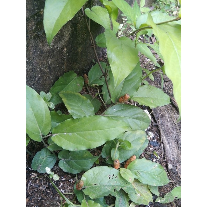 

Bibit Cabe Jamu atau Cabe Jawa Farietas Madura siap tanam 3 bibit