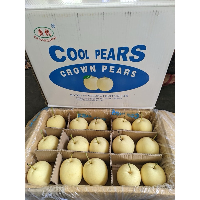 

BUAH PIR CENTURY S^60 COOL PEARS (HARGA TERMURAH)