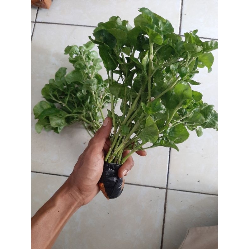 bibit/benih bayam brazil (paket 10 benih)