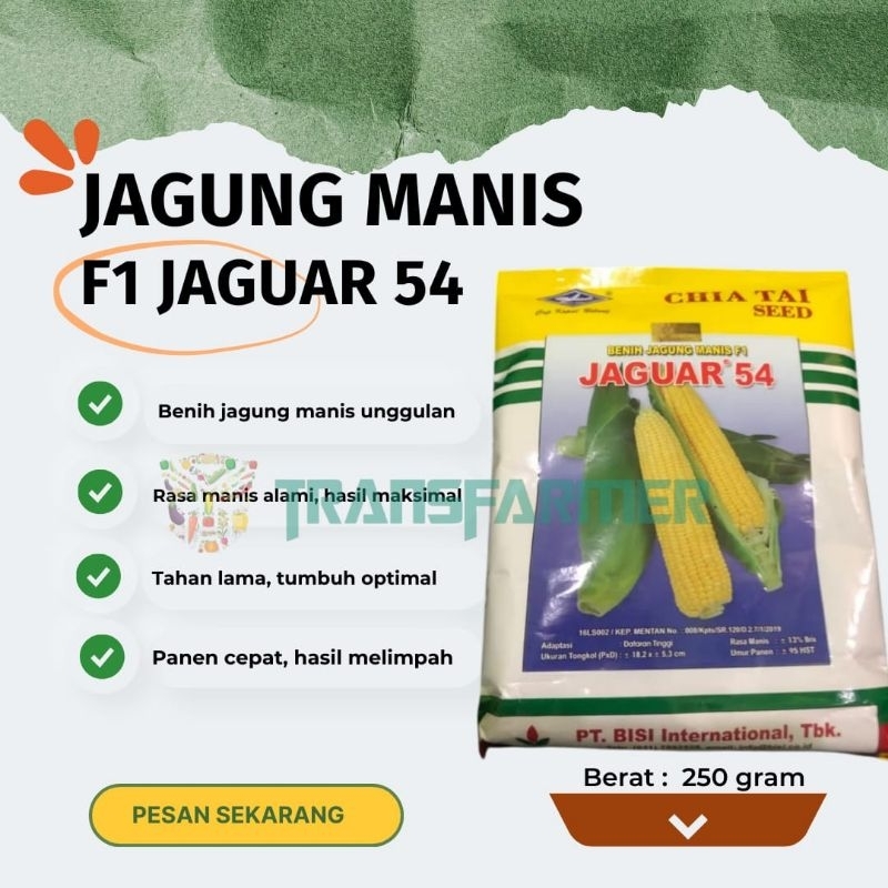 Benih Jagung manis F1 JAGUAR 54