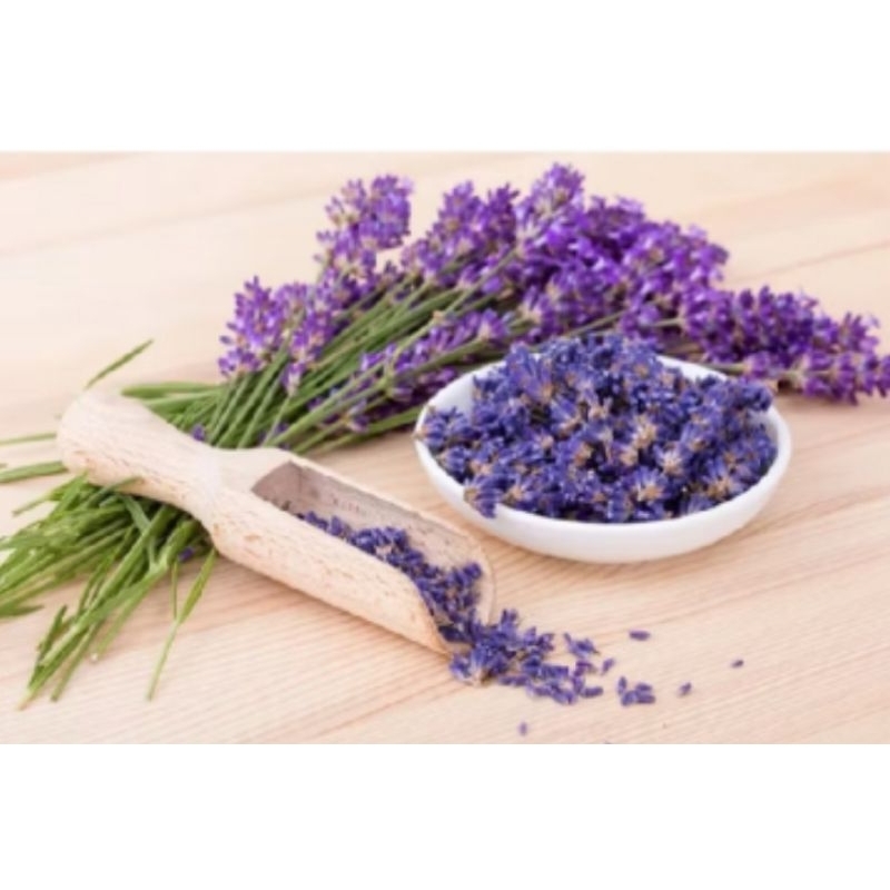 bibit tanaman bunga lavender (beli 5 gratis 1) siap tanam
