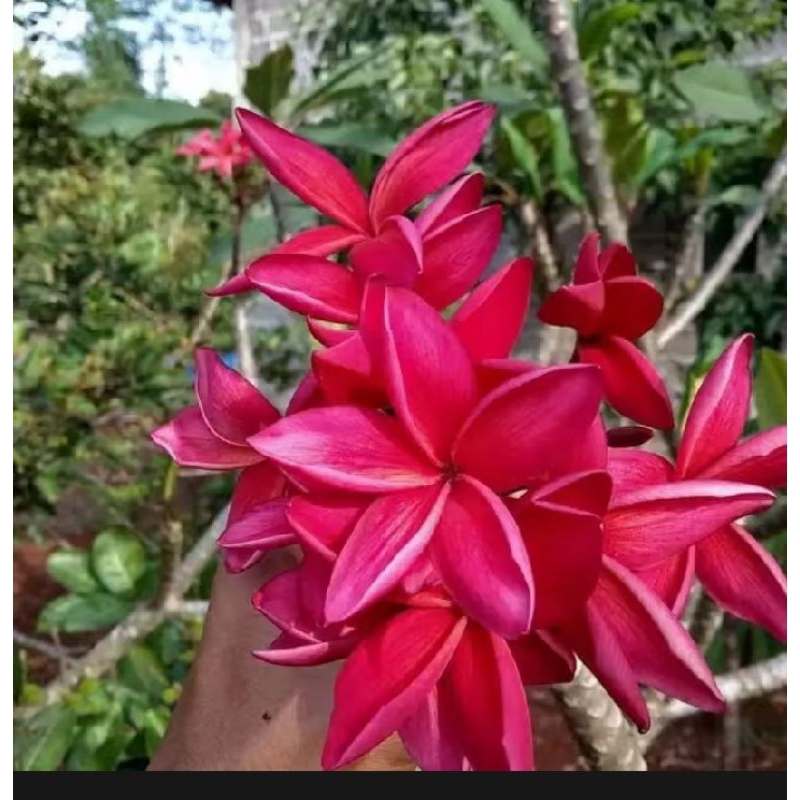 tanaman hias kamboja merah fanta - pohon Kamboja Bali merah fanta