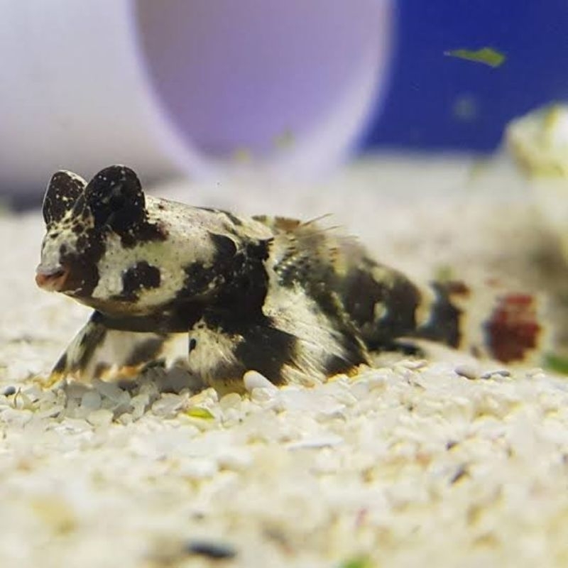 ikan hias laut mandarin sanur scooter blenny pemakan hama flatworm