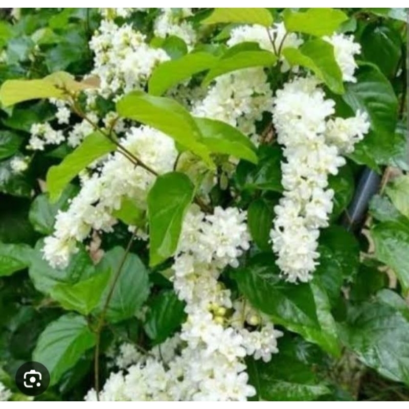 bibit tanaman bunga porana valubilis pakan vegetasi lebah klanceng