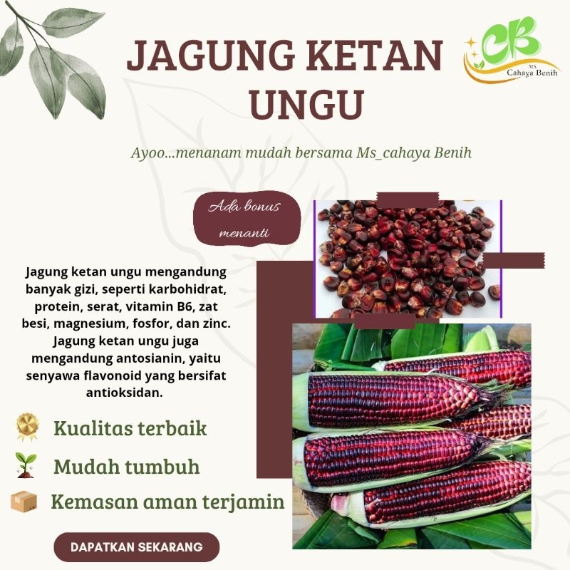 Benih jagung ketan ungu isi (100 butir), bibit jagung pulut ungu