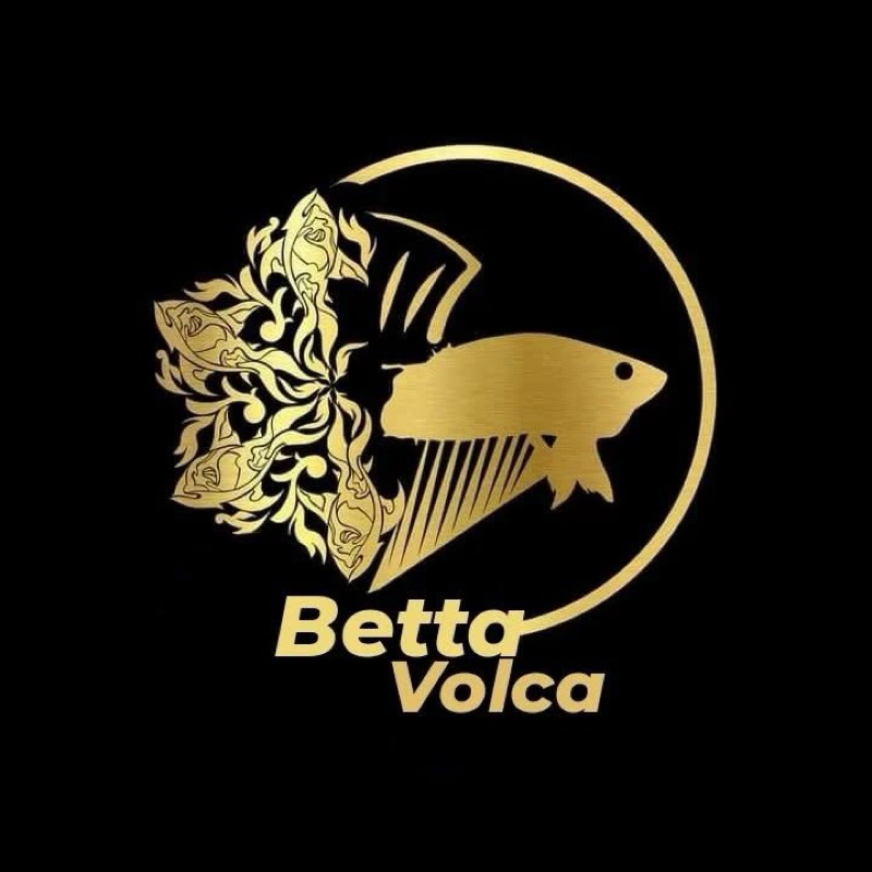 

CO Tiktok Betta volca