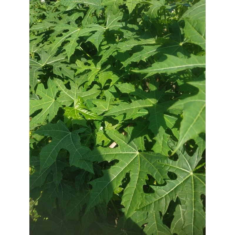 

daun pepaya jepang.