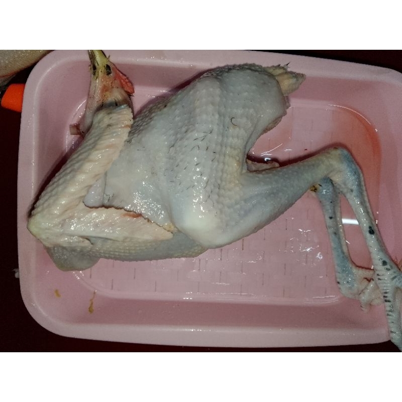 

ayam kampung 1.3 berat hidupnya