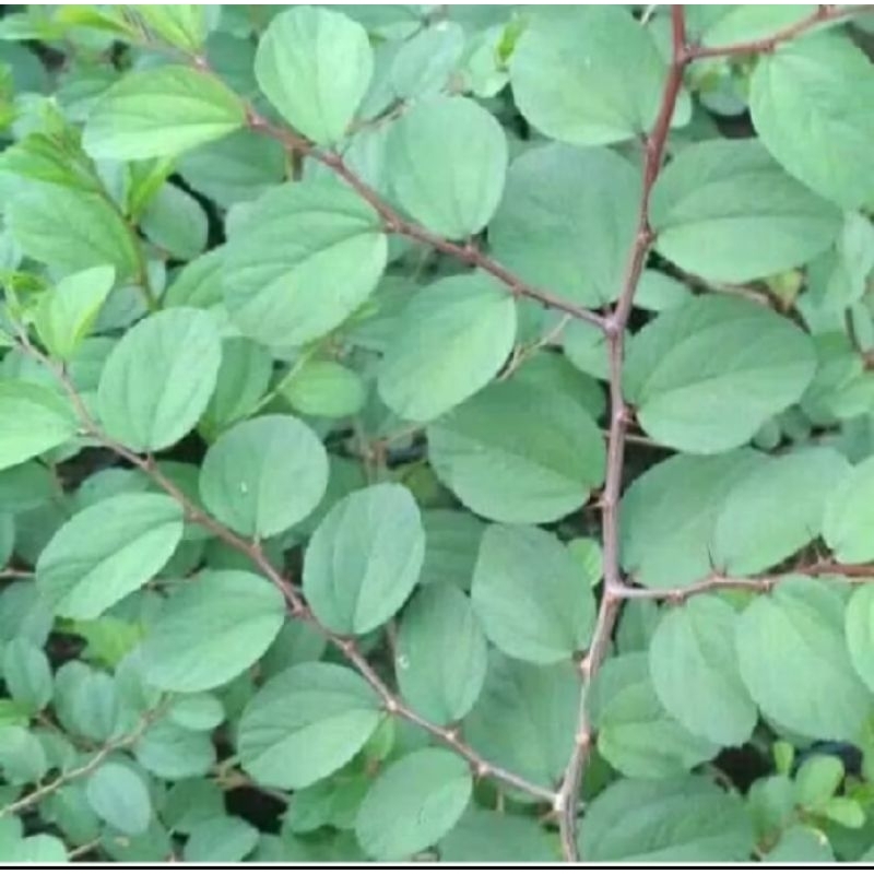 

Daun Bidara dipetik saat ada pesanan (40lmbr)