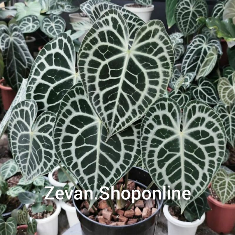 ( COD ) tanaman hidup anthurium kuping gajah tarantula -  kuping gajah tarantula/clari