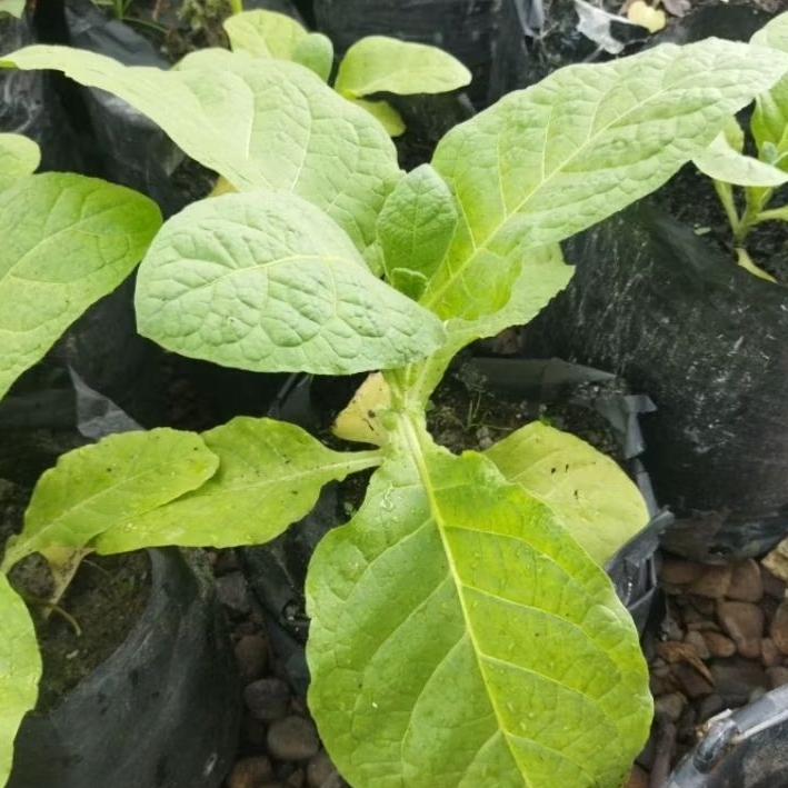 

Daun bayam merah & kuning Aceh