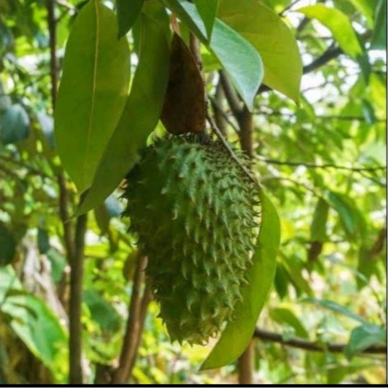 

Daun sirsak segar tanpa pestisida per ikat 50gr