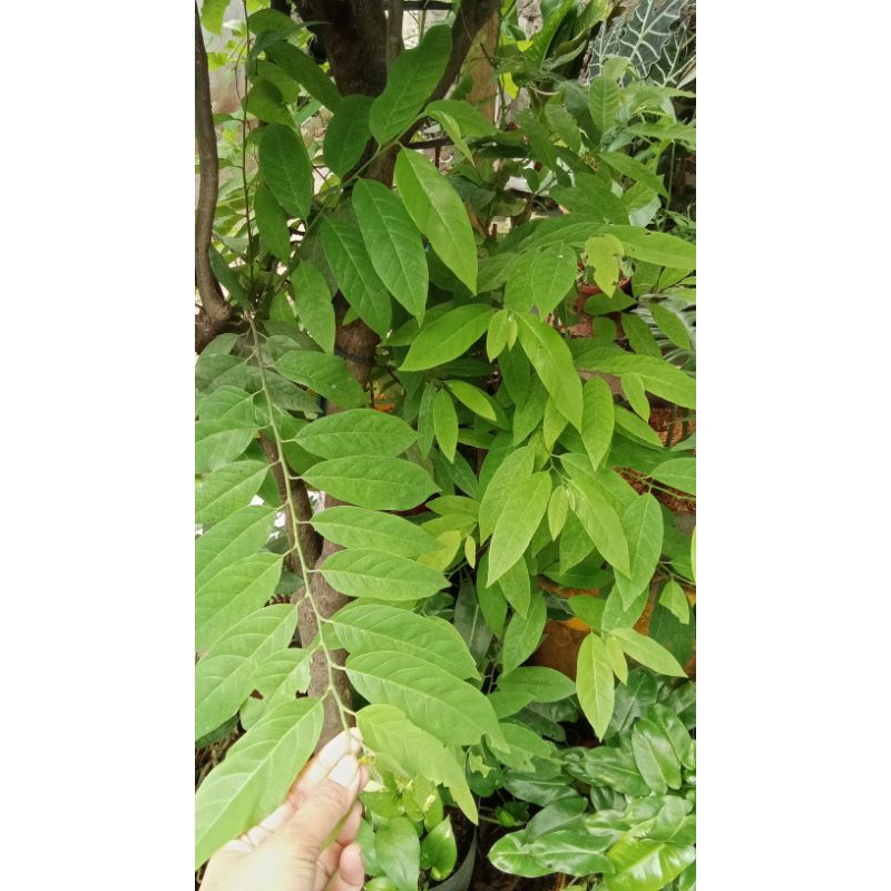 

daun sirkaya segar per 300 lembar
