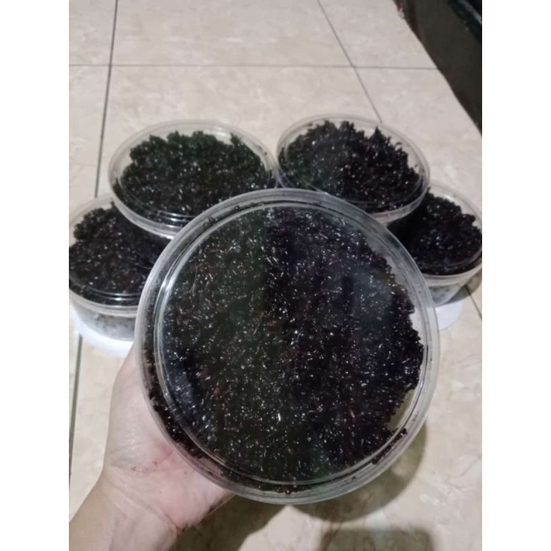 

TAPE KETAN HITAM MANIS ENAK