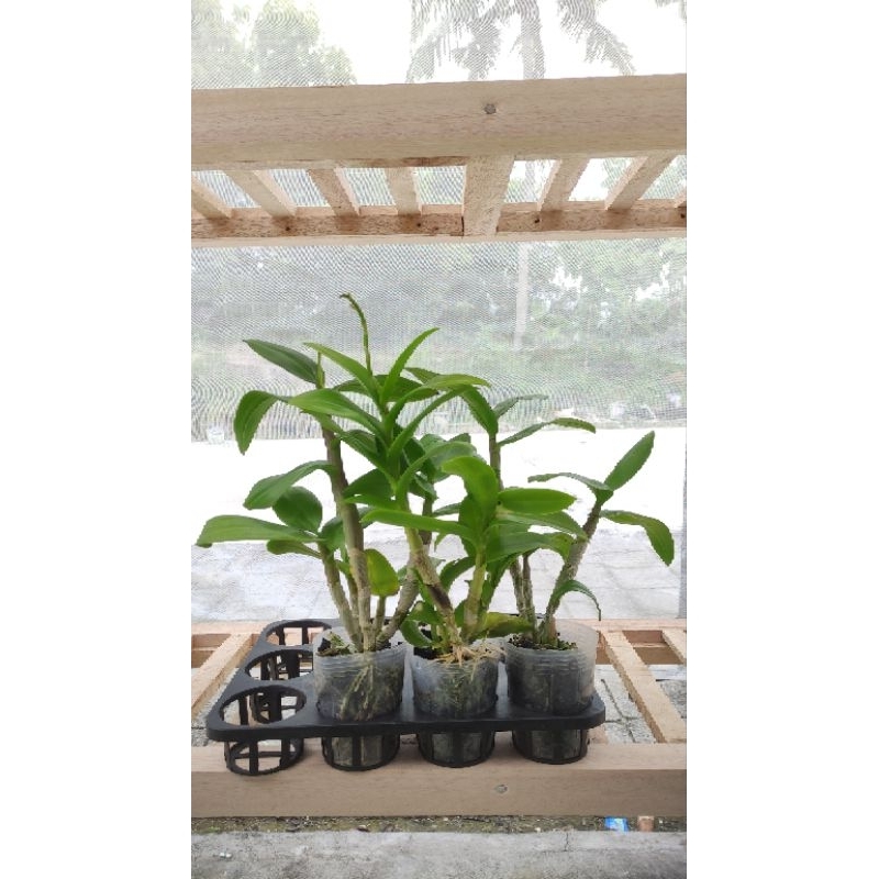 OBRAL LIVE ISI 1 ANGGREK DENDRO