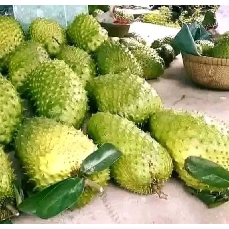 BENIH SIRSAK MADU SIRSAK MANIS 25 BIJI