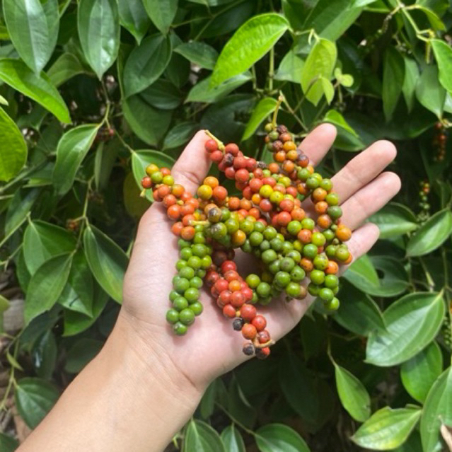 

Lada Putih Premium 100 Gram-Aroma Khas