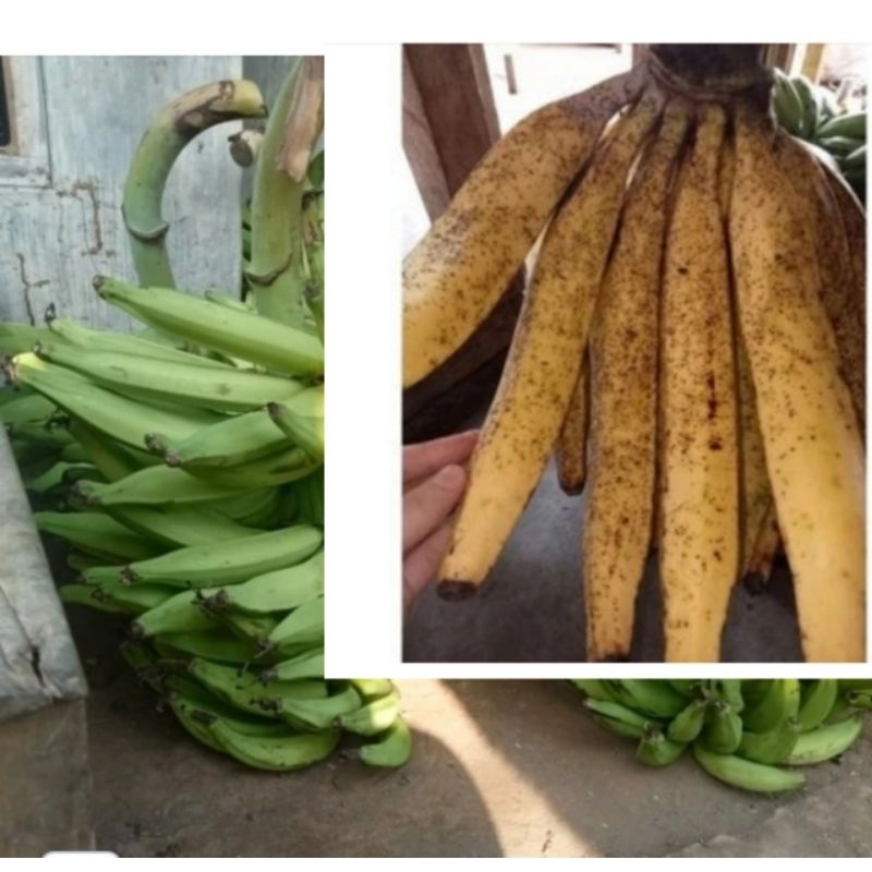 

Ready stok Pisang Tanduk super harga per 1buah