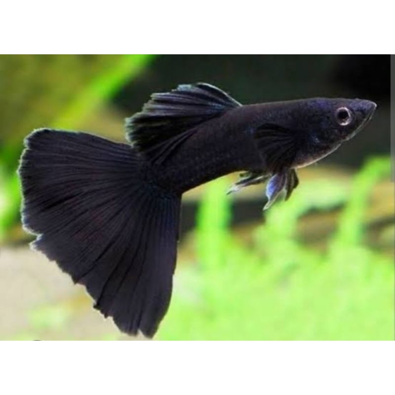 

GuppyBlackMoscow(1pasang)