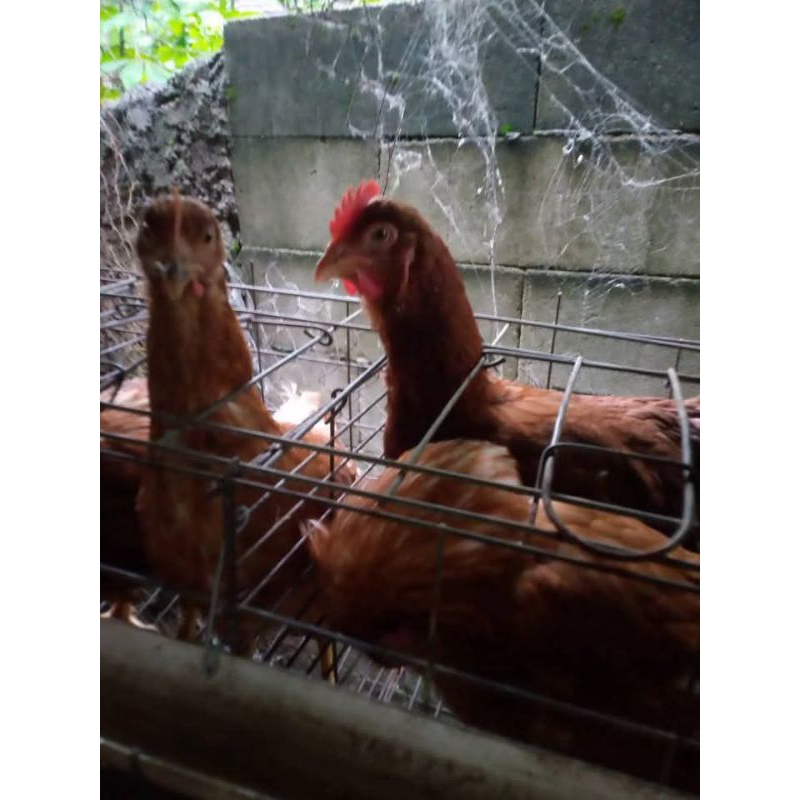 AYAM PETELUR BETINA USIA 20 MINGGU