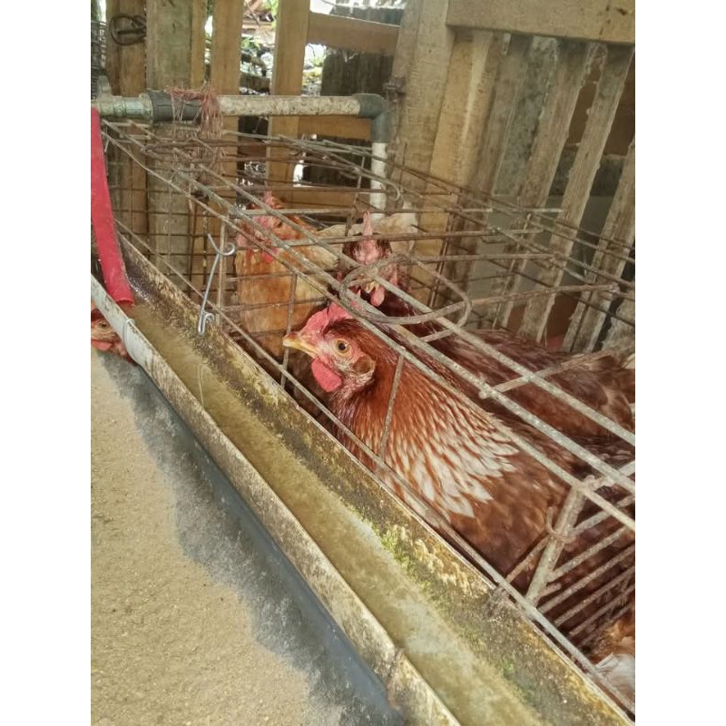 puled ayam petelur betina usia 12 Minggu