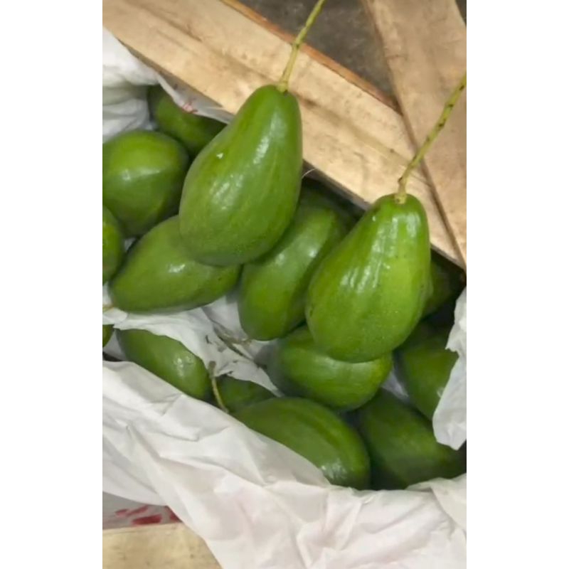

ALPUKAT MENTEGA SUPER..Termurah