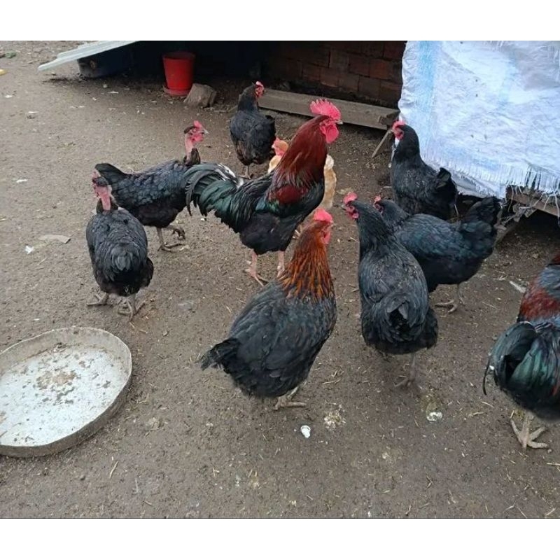 

telur fertil ayam bangbroi GOS untuk di tetaskan