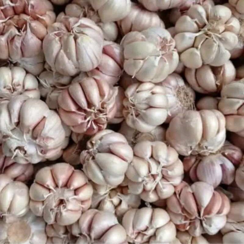 

BAWANG PUTIH SINCO 1kg