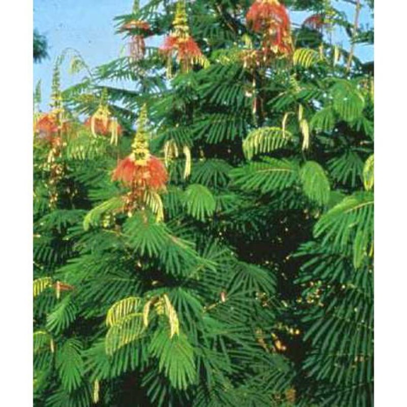 200 biji bunga kaliandra pagoda Kaliandra merah