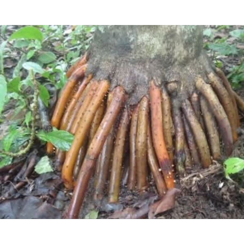

Akar pinang 250gram