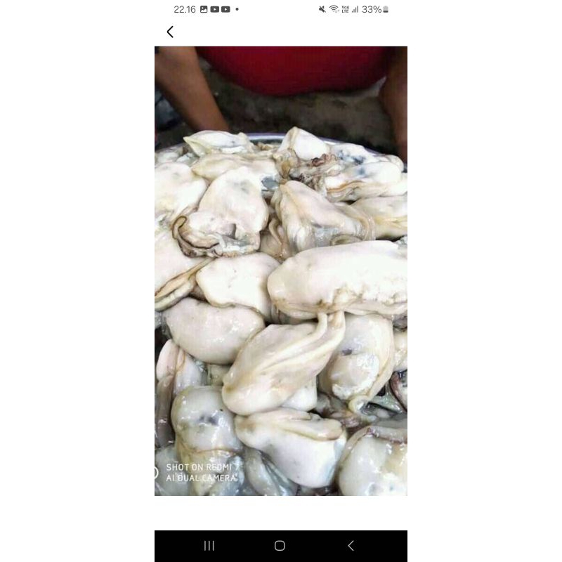 

daging oyster frozen