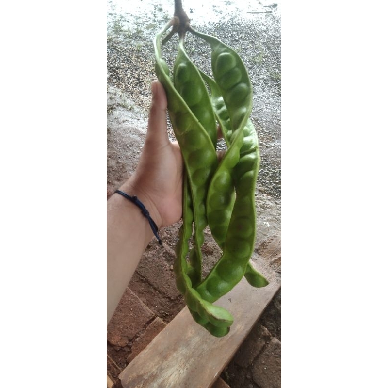 

Petai fresh dari kebun 1ikat berisi 10 papan petai.