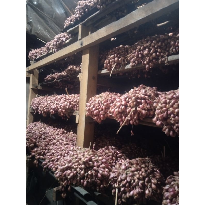 Bibit bawang merah brebes 1kg askip